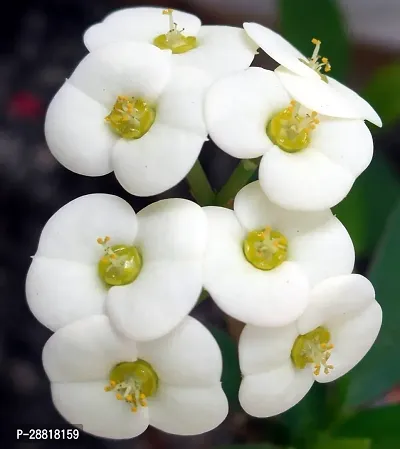 Baishnab  WHITE MILI FLOWER THAI Euphorbia Plant-thumb0