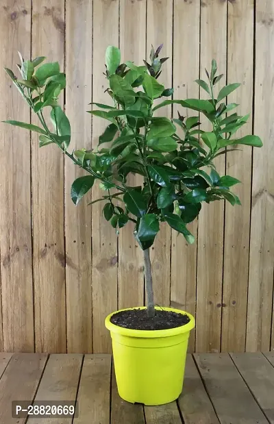 Baishnab  LEL01 Lemon Plant