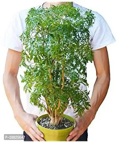 Baishnab  Aralia Live Plant for Garden Dourtyard D