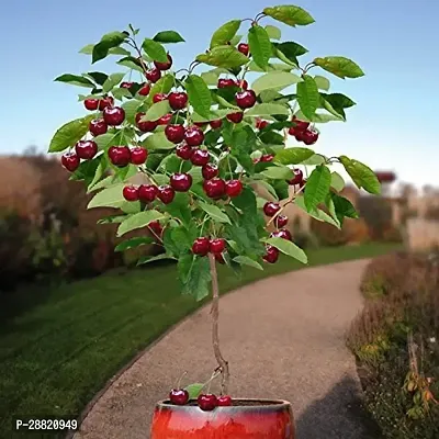 Baishnab  eco worlds Cherry Fruit Plant Cherry Frui-thumb0