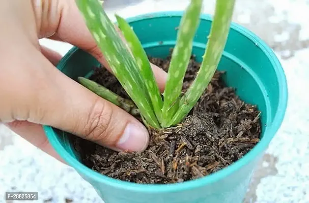 Baishnab  Aloe Vera Plant CF000124 Aloe Vera Plan-thumb0