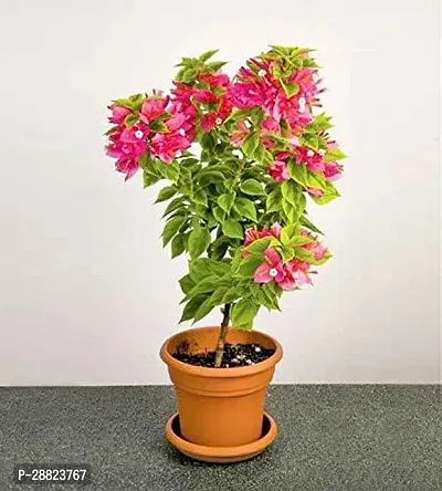 Baishnab  Bougainvillea Plant  az050 Bougainville-thumb0