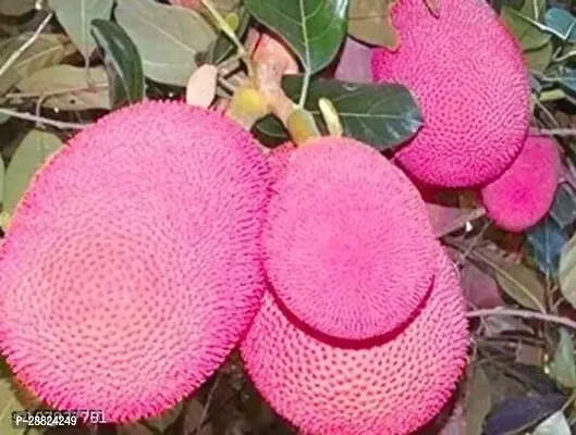 Baishnab  Pink jackfruits plant Jackfruit Plant