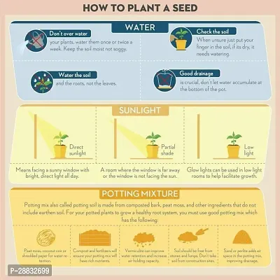 Baishnab Seem Seed 19PsXR 136419PIECE-thumb4