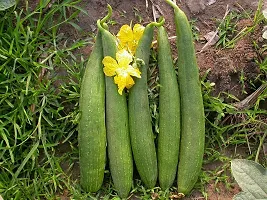 Baishnab seed 8BT 17  SPONGE GOURD SEED 30 Seeds x 2 Pack60PIECE-thumb1