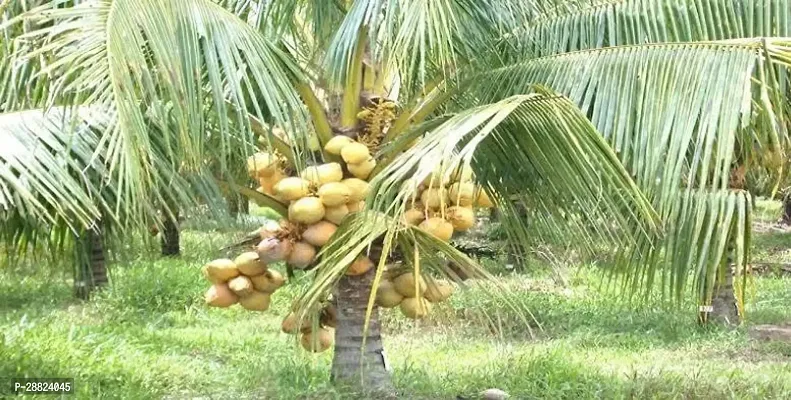 Baishnab  ECC11 Coconut Plant