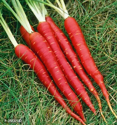 Baishnab Gajar Seed 500 ps ent 1 Vegetable Carrot Red Gajar 100 percent Organic F1 Hybrid Seeds 500 Seed500PIECE-thumb0