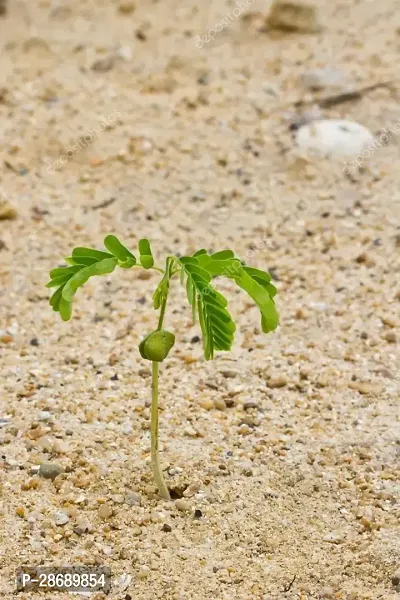 Baishnab Turmeric Plant TESTY TARMIND PLANT