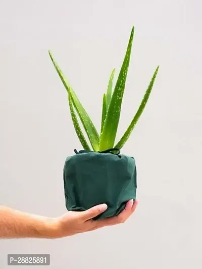 Baishnab  AAKA11 Aloe Vera Plant