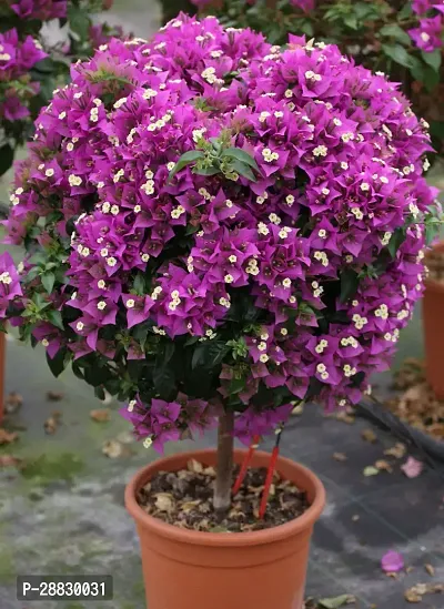 Baishnab  Bougainvillea Plant CF00020 Baugainvill