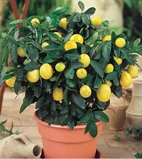 Baishnab Sweet Lemon Plant Sweet Popular Lemon Plant-thumb2