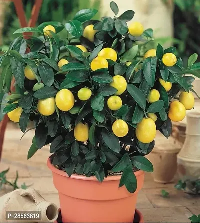 Baishnab Sweet Lemon Plant Sweet Popular Lemon Plant-thumb3