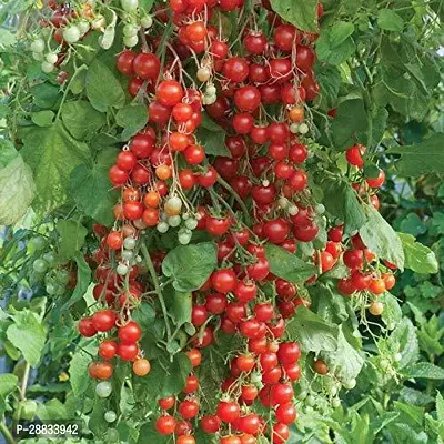 Baishnab Tomato seed 100 per packet nnCherry Tomato Organic F1 Hybrid Seeds100PIECE