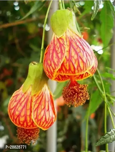 Baishnab  hybrid Lantern Hibiscus plant LPHibi81-thumb0