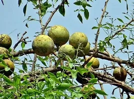 Baishnab Bel Plant Bel Tree Bilva Patra Bel Patra Bengal quince Wood apple Vilvam Sandiliyamu Bilvapatre Adhararuha Beli fruit Aegle Marmelos Live Plant.-thumb2