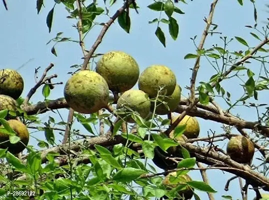 Baishnab Bel Plant Bel Tree Bilva Patra Bel Patra Bengal quince Wood apple Vilvam Sandiliyamu Bilvapatre Adhararuha Beli fruit Aegle Marmelos Live Plant.-thumb3