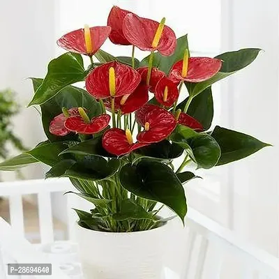 Baishnab Peace Lily Plant Peace Lily or Spathiphyllum Live Plant Red Color Flower with Secure Packing Indoor Air Purify Plant CF052616-thumb0