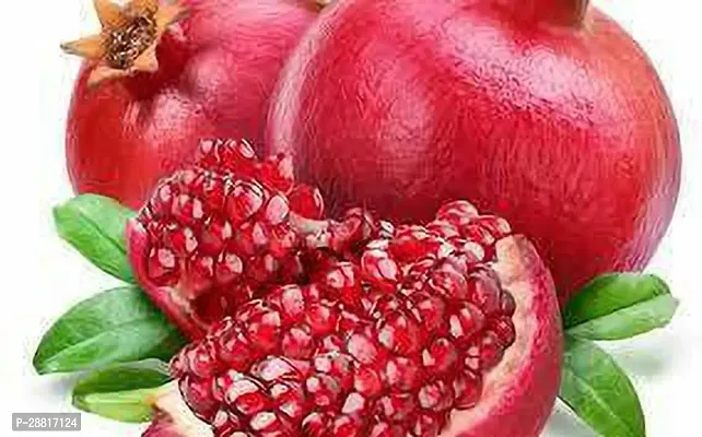 Baishnab  Promogran Fruit Plant 09 Pomegranate Pl-thumb0