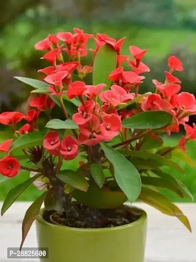 Baishnab  Euphorbia Mili Crown of Thorns Live Flow