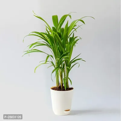 Baishnab  areca 2131 Areca Plam-thumb0