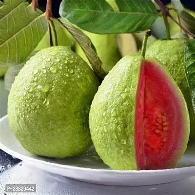 Baishnab  Hybrid Pink Guava A4 Guava Plant-thumb0