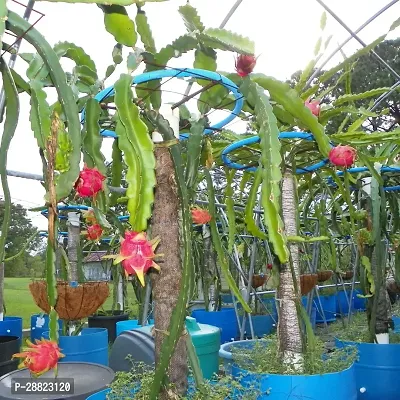 Baishnab  Dragon fruitModelSeoul kitchenplant C-thumb0