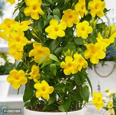 Baishnab  Yellow Mandevilla Plant Mandevilla Plant-thumb0