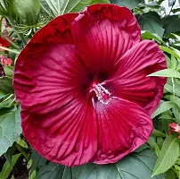 Baishnab Hibiscus Plant Luna hibiscus plant-thumb1