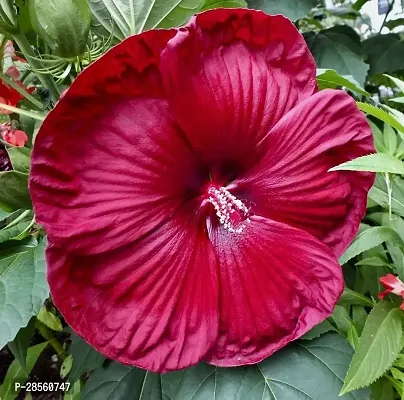 Baishnab Hibiscus Plant Luna hibiscus plant-thumb2