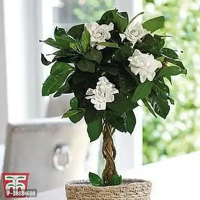 Baishnab  WW0W11 Jasmine Plant