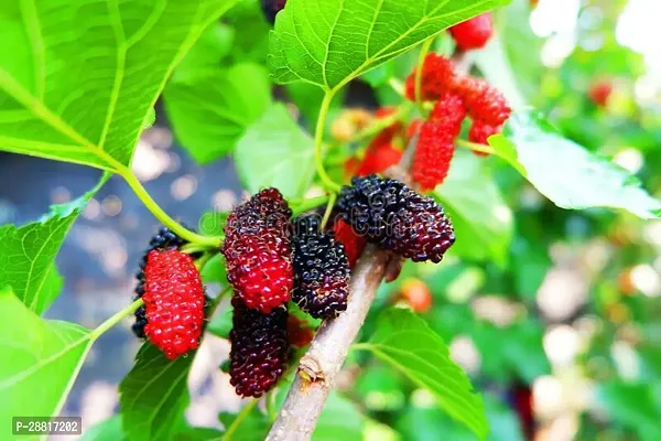 Baishnab  Mul Berry Plant 040 ShahtootMulberry Pla