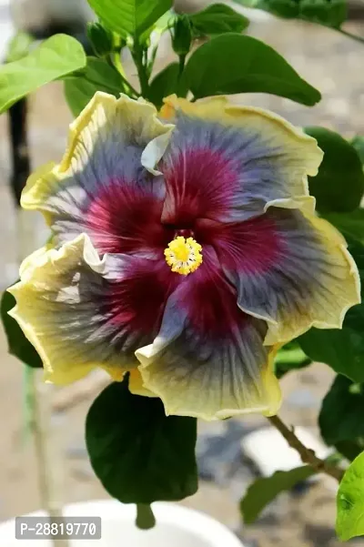 Baishnab  hijj01 Hibiscus Plant