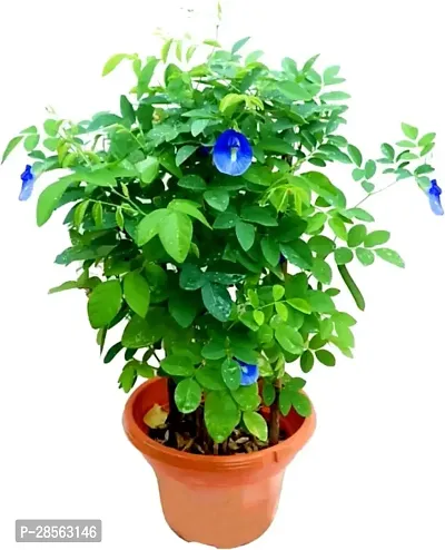 Baishnab Aparajita Butterfly Pea Plant Aparajita Butterfly Plant-thumb0