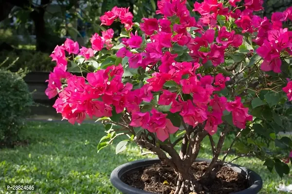 Baishnab  Bougainvillea Plant CF0003 Baugainville-thumb0