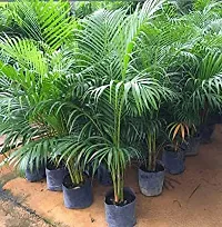 Baishnab Areca Palm plam3-thumb2