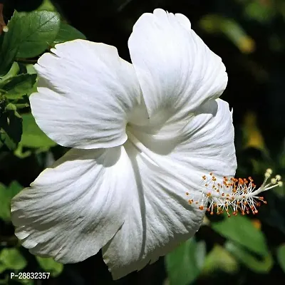 Baishnab  Hibiscus Flower Plant DE001 Hibiscus Pl-thumb0