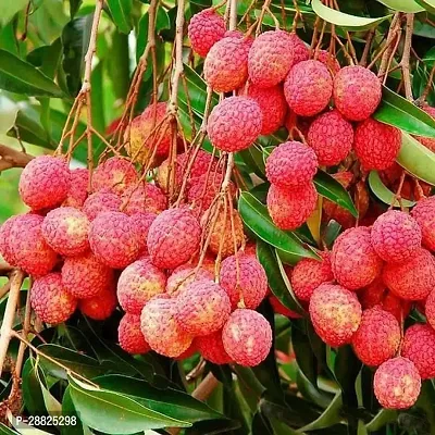 Baishnab  Litchi Plant Live Plant CF3099 Litchi P-thumb0