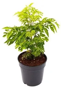 Baishnab Aralia Plant Plants 236-thumb1