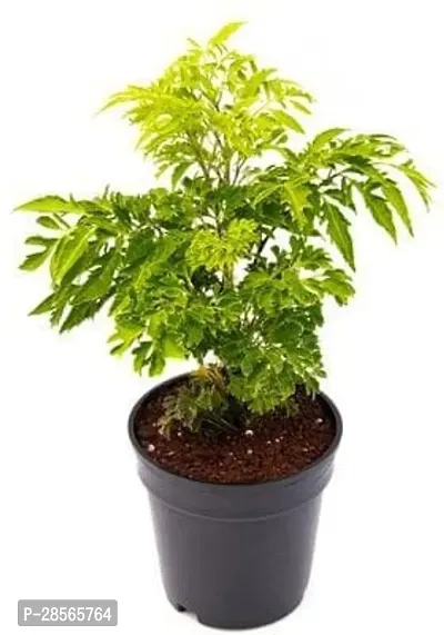 Baishnab Aralia Plant Plants 236-thumb2