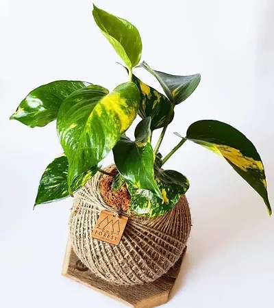 Best Selling Plant & Planters 