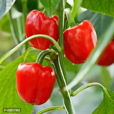 Baishnab Capsicum seed  20 psCapsicum Red seeds20PIECE-thumb0