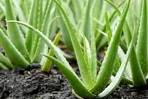 Baishnab Aloe Vera Plant aloe vera plant 7002-thumb1