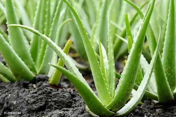 Baishnab Aloe Vera Plant aloe vera plant 7002-thumb2