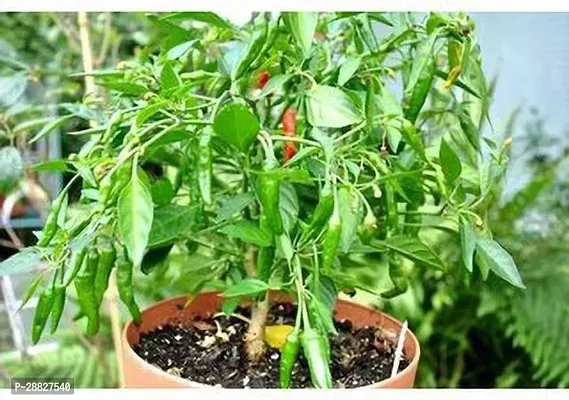 Baishnab  GSDLANTOJ29 MirchChilli Plant-thumb0