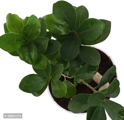 Baishnab  TIGbonfic97 Ficus Plant