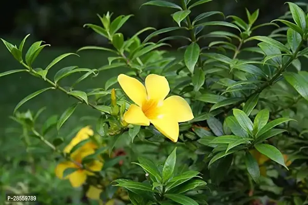 Baishnab Thunberjia Plant Yellow Allamanda flower plantThunberjia plant-thumb2