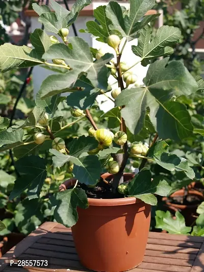 Baishnab GularCluster Fig Plant Fig Plant A25-thumb0