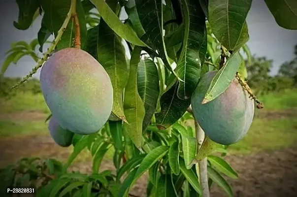 Baishnab  Keitt Mango Plant Mango Plant