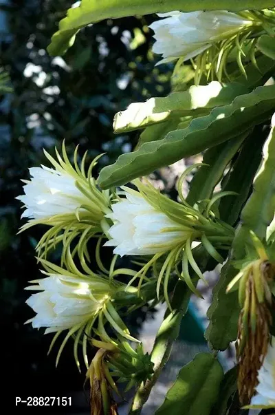 Baishnab  LKJ Dragon Tree