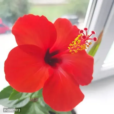 Baishnab  Hibiscus Red Live Flower Plant CF3301221